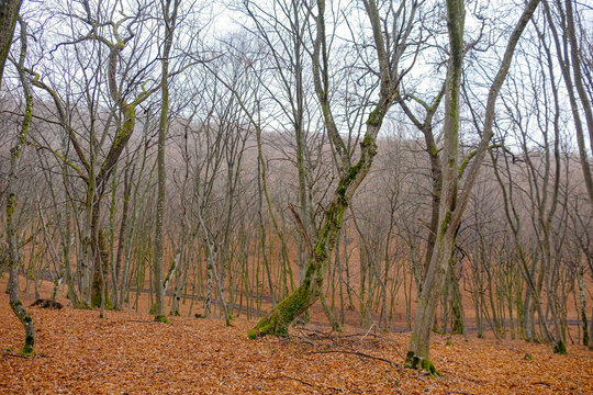 Hoia Baciu Forest. The World Most Haunted Forest with a reputation for many intense paranormal activity.