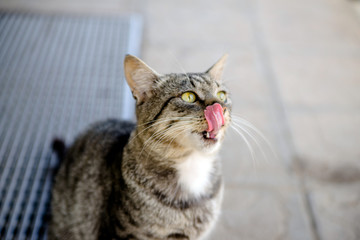 Gray stray cat sitting on the street 