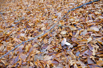 Hoia Baciu Forest. The World Most Haunted Forest with a reputation for many intense paranormal activity.