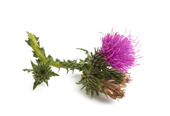 burdock flower isolated