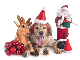 brittany dog in studio