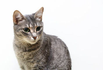 cat closeup on a white background. Concept - Pet