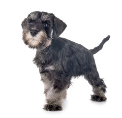 puppy miniature schnauzer