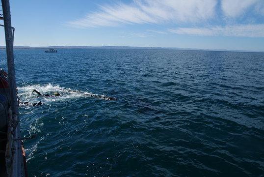 diving and snocking in the mexican sea