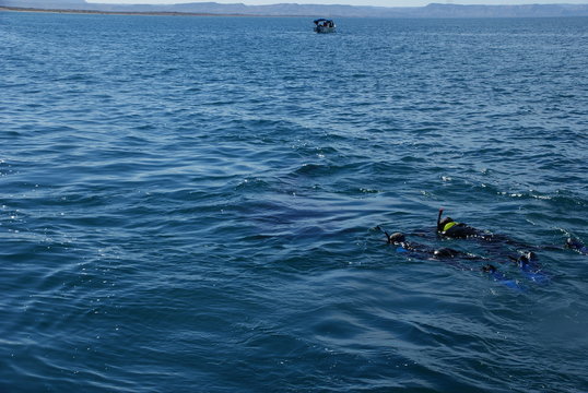 diving and snocking in the mexican sea