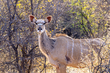 Greater Kudu female portrait in Etosha National park in Namibia