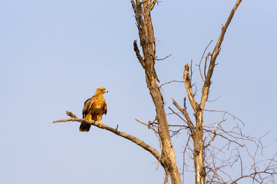 Eagle fasciated on a dead tree in Tsavo West Park in Kenya