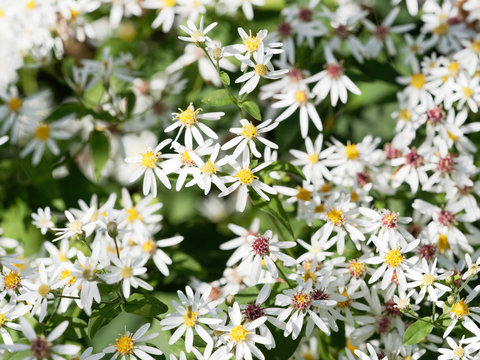 Olearia elliptica or Sticky Daisy Bush, a shrub with little white daisy flowers in corymbs, yellow disc, dark green elliptic and enamelled foliage