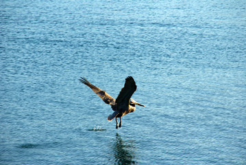 amazing mexican pelicans
