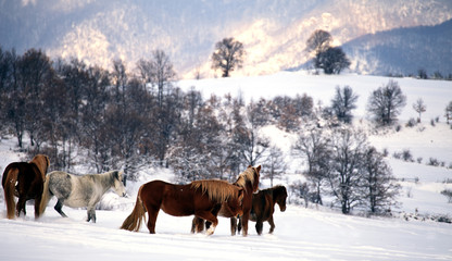horses gazing in snow, bulgarian mountains beauty 