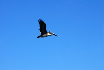 amazing mexican pelicans