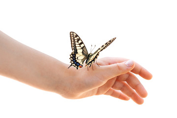Ñolor butterfly on child's hand isolate on white background