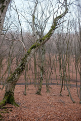Hoia Baciu Forest. The World Most Haunted Forest with a reputation for many intense paranormal activity.