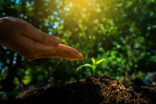 Seedling are growing in the soil with sunlight.Use a watering hand.The worldwide platform to plant trees.Planting trees to reduce global warming.