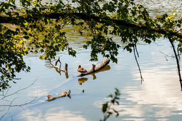duck on the lake