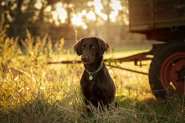Retriever im Abendlicht vor ländlicher Kulisse
