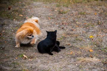 Golden pekingese dog playing with Black cat at the yard , pets concept 