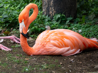 座ったフラミンゴ