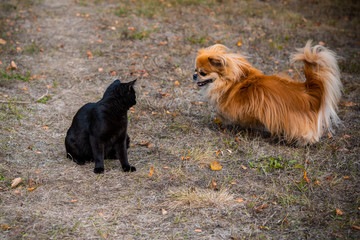 Golden pekingese dog playing with Black cat at the yard , pets concept 