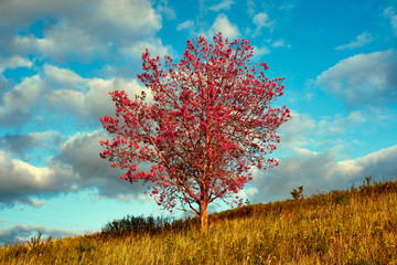 Naklejka na ściany i meble Red tree in autumn landscape.
