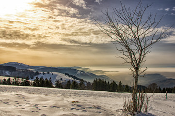 Winterimpressionen- Unterwegs auf dem Schauinsland