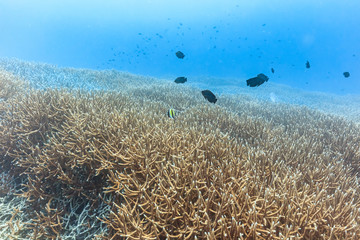 Fototapeta na wymiar Chichijima Diving - Branch Coral Hill