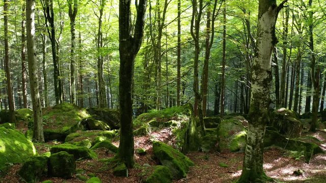 Aerial 4K - volo con drone dentro il bosco