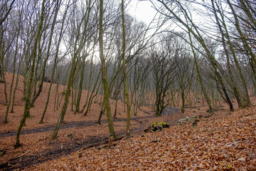 Hoia Baciu Forest. The World Most Haunted Forest with a reputation for many intense paranormal...