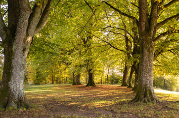 Naklejka premium Wald