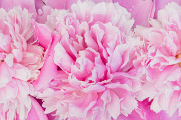 Pink peony petals for romantic background