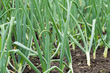 Green onions grow on bed in garden. Gardening for growing healthy food