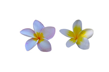 Naklejka premium Plumeria flowers isolated on a white background.