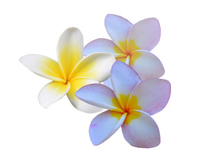 Plumeria flowers isolated on a white background.