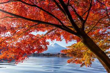 Fuji Mountain in autumn with colorful maple leaves at Lake Kawaguchi, Yamanashi, Japan. Mount Fuji, Fujisan located on Honshu Island, is the highest mountain in Japan.