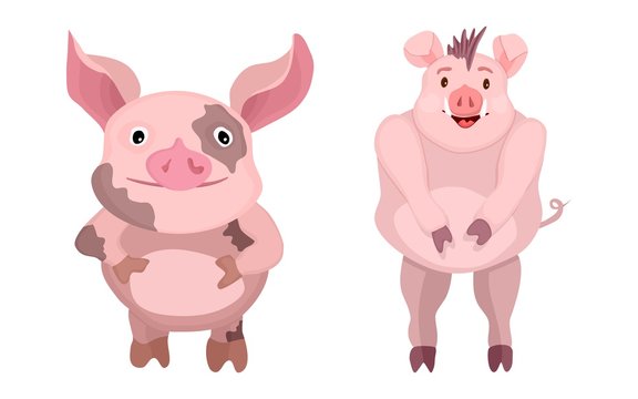 cartoon flat characters. pink bright pigs