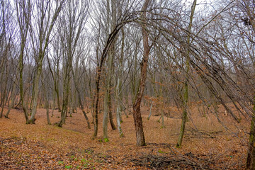 Hoia Baciu Forest. The World Most Haunted Forest with a reputation for many intense paranormal...