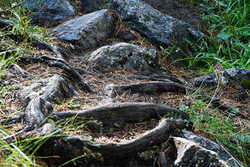Tree roots on dirt trail. Hiking in coniferous forest in summer. Tourism and travel