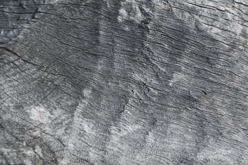 Old dry tree trunk without bark. Vintage wood as background