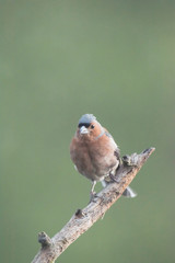 Common chaffinch perched on branch.