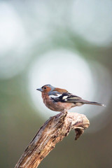 Common chaffinch perched on branch.