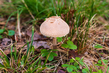 Pilz