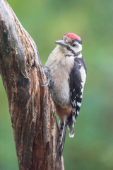 Great spotted woodpecker clinged to branch.