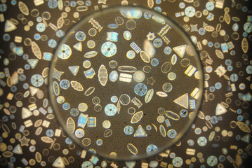 Image of diverse plankton under a magnifying glass