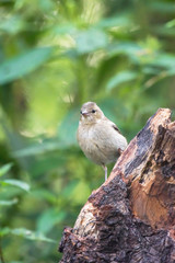 Common chaffinch on tree stump in forest.