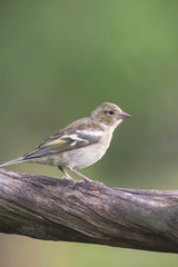 Common chaffinch perched on branch.