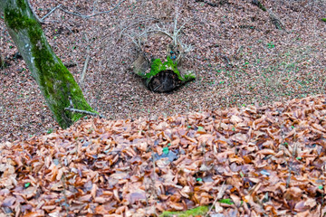 Hoia Baciu Forest. The World Most Haunted Forest with a reputation for many intense paranormal activity.