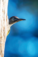 Great spotted woodpecker peeking from behind tree trunk.