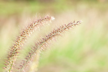 Brown grass flowers swaying in the summer. Nature abstract wallpaper.
