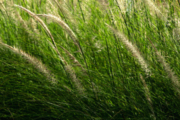 Brown grass flowers swaying in the summer. Nature abstract wallpaper.