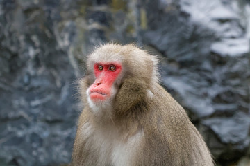 Macaque japonais en gros plan
